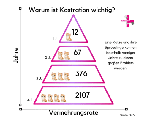 Bis zu 7500€ Strafe. Kastrationspflicht für Katzen