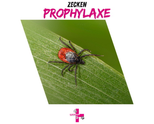 Gefahr durch Zecken, was wirklich hilft