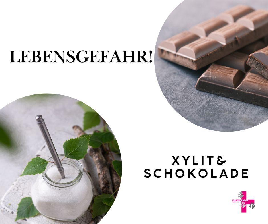 Schokolade und Xylith sind für Hunde und Katzen giftig.