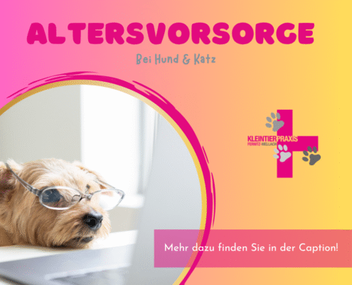 Altersvorsorge bei Hund und Katze – Gesundheit und Lebensfreude bis ins hohe Alter