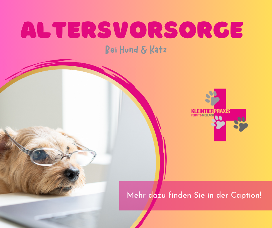 Altersvorsorge bei Hund und Katze – Gesundheit und Lebensfreude bis ins hohe Alter