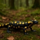 Für Hunde ist der Feuersalamander hochgiftig – im Notfall sofort einen Tierarzt aufsuchen
